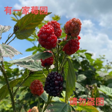 黑莓苗黑树莓苗树莓苗三年大苗南北方均可种植