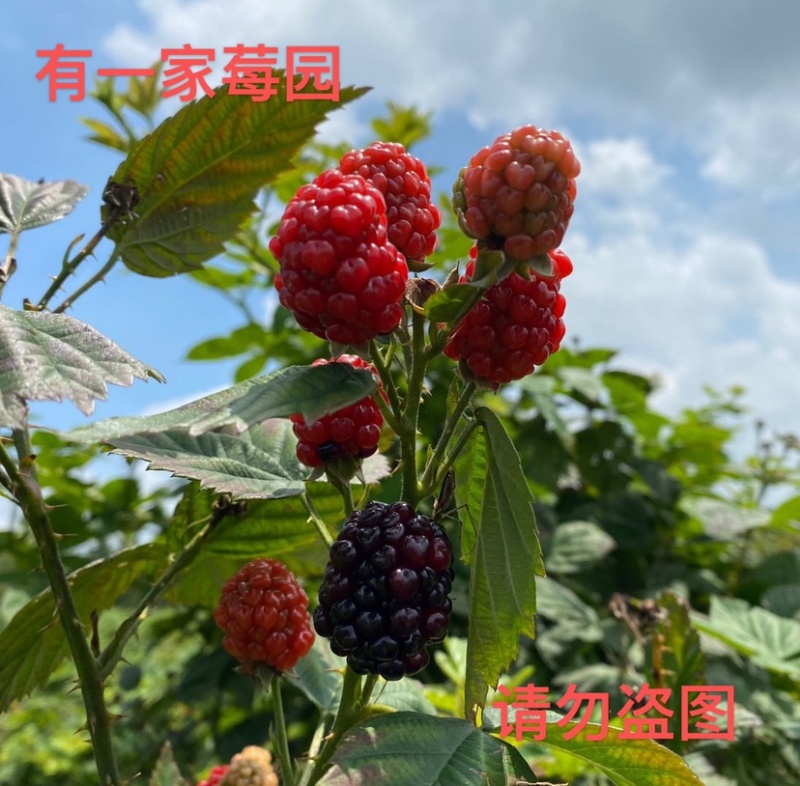 黑莓苗黑树莓苗树莓苗三年大苗南北方均可种植