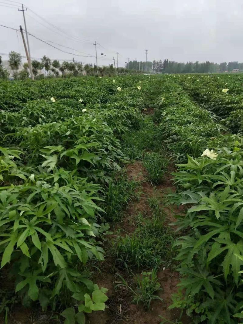 2022新货黄蜀葵花干净无杂颜色黄保证质量自产自销