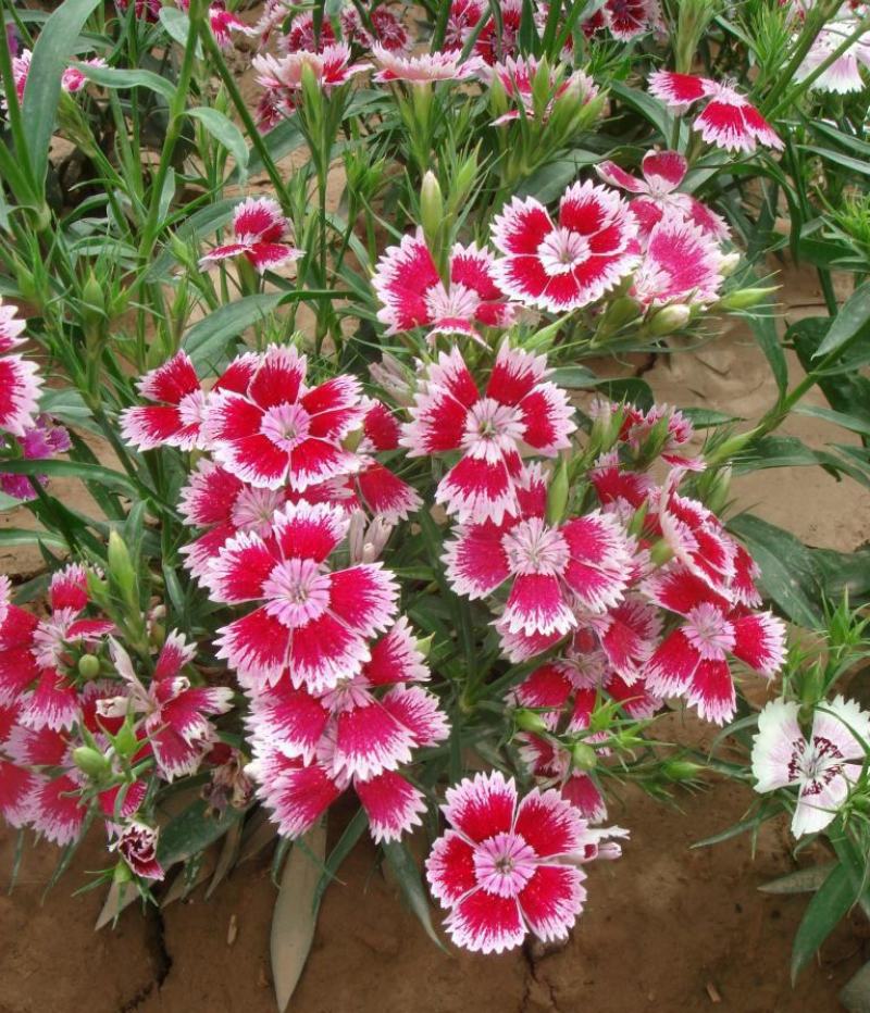 石竹花苗五彩常夏石竹花苗盆栽好养多年生耐寒耐热带花苞
