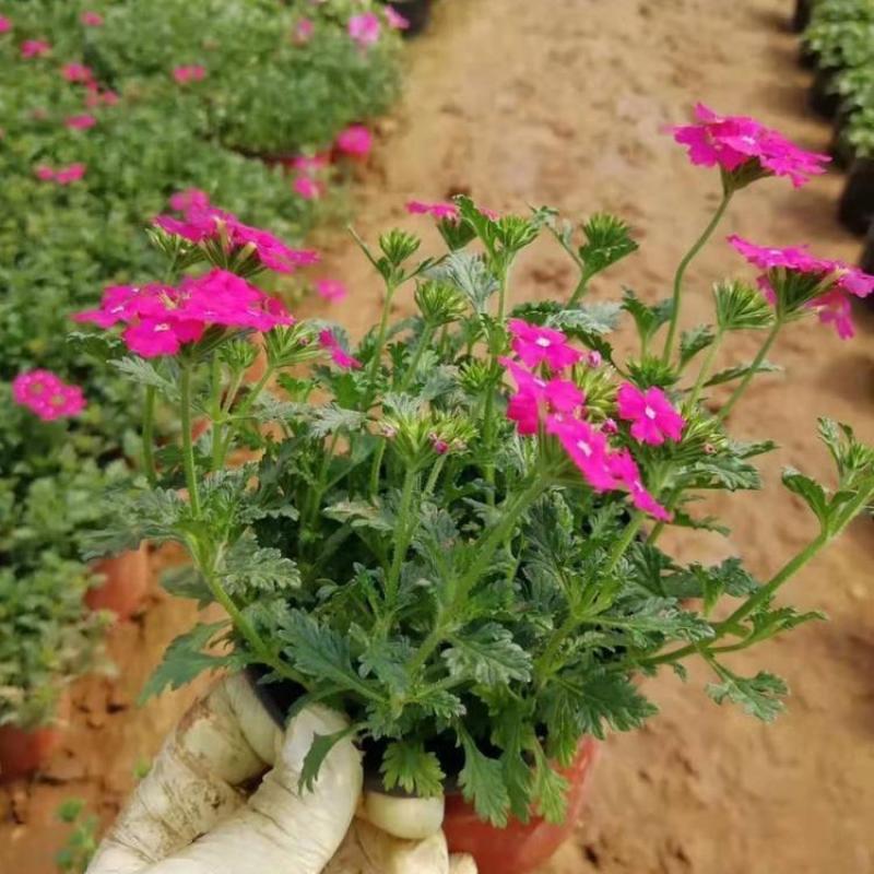 石竹花苗五彩常夏石竹花苗盆栽好养多年生耐寒耐热带花苞