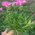 石竹花苗五彩常夏石竹花苗盆栽好养多年生耐寒耐热带花苞