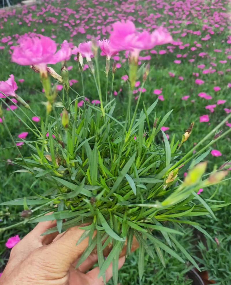 石竹花苗五彩常夏石竹花苗盆栽好养多年生耐寒耐热带花苞