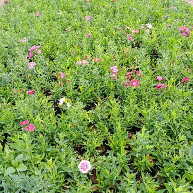石竹花苗五彩常夏石竹花苗盆栽好养多年生耐寒耐热带花苞