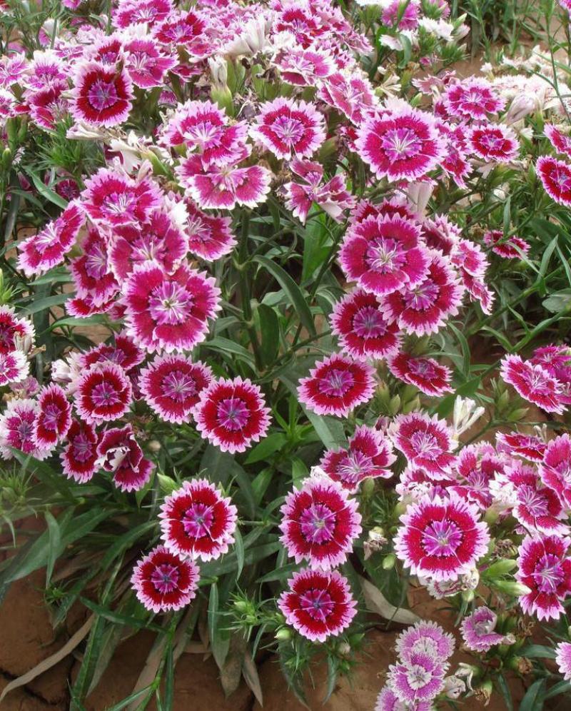 石竹花苗五彩常夏石竹花苗盆栽好养多年生耐寒耐热带花苞