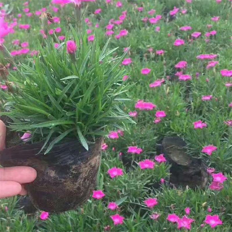 石竹花苗五彩常夏石竹花苗盆栽好养多年生耐寒耐热带花苞