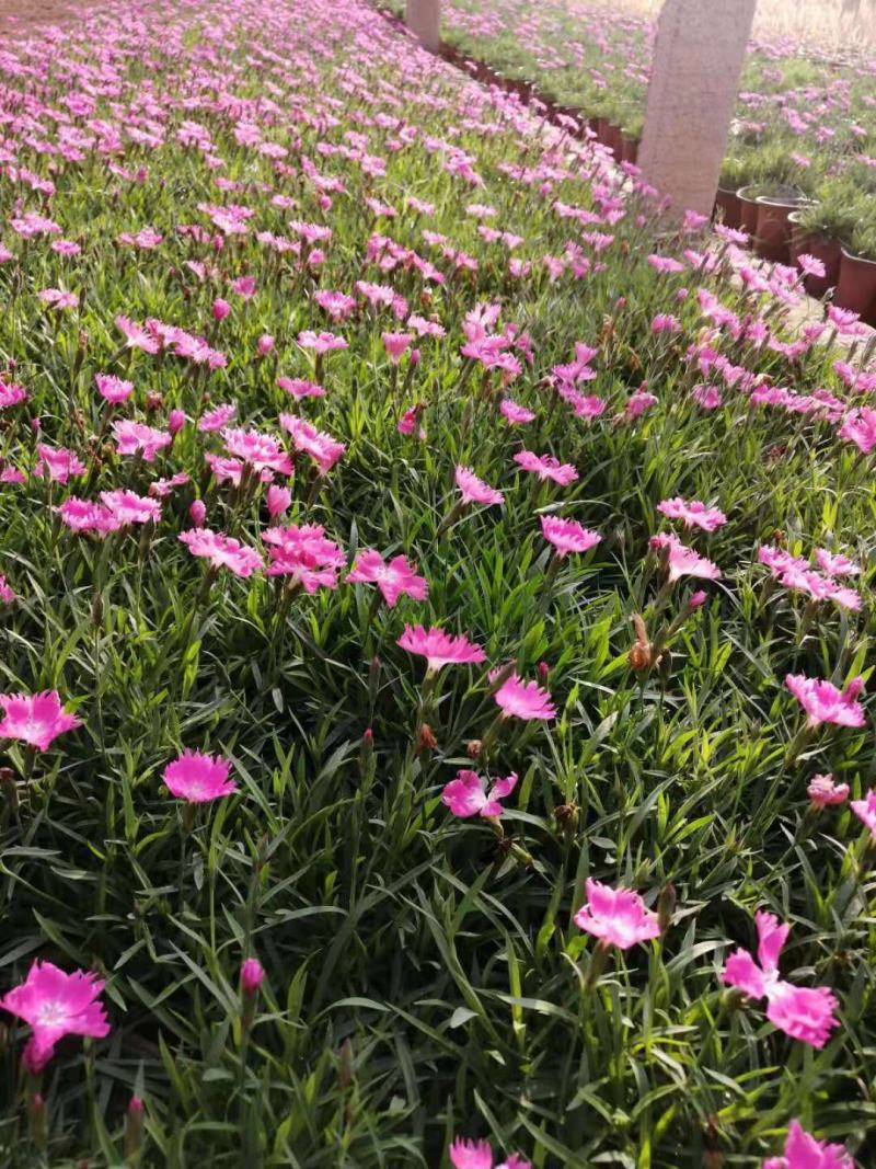 石竹花苗五彩常夏石竹花苗盆栽好养多年生耐寒耐热带花苞