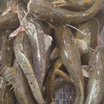 大量出售养殖芝麻剑，斑鱯、西江钳鱼