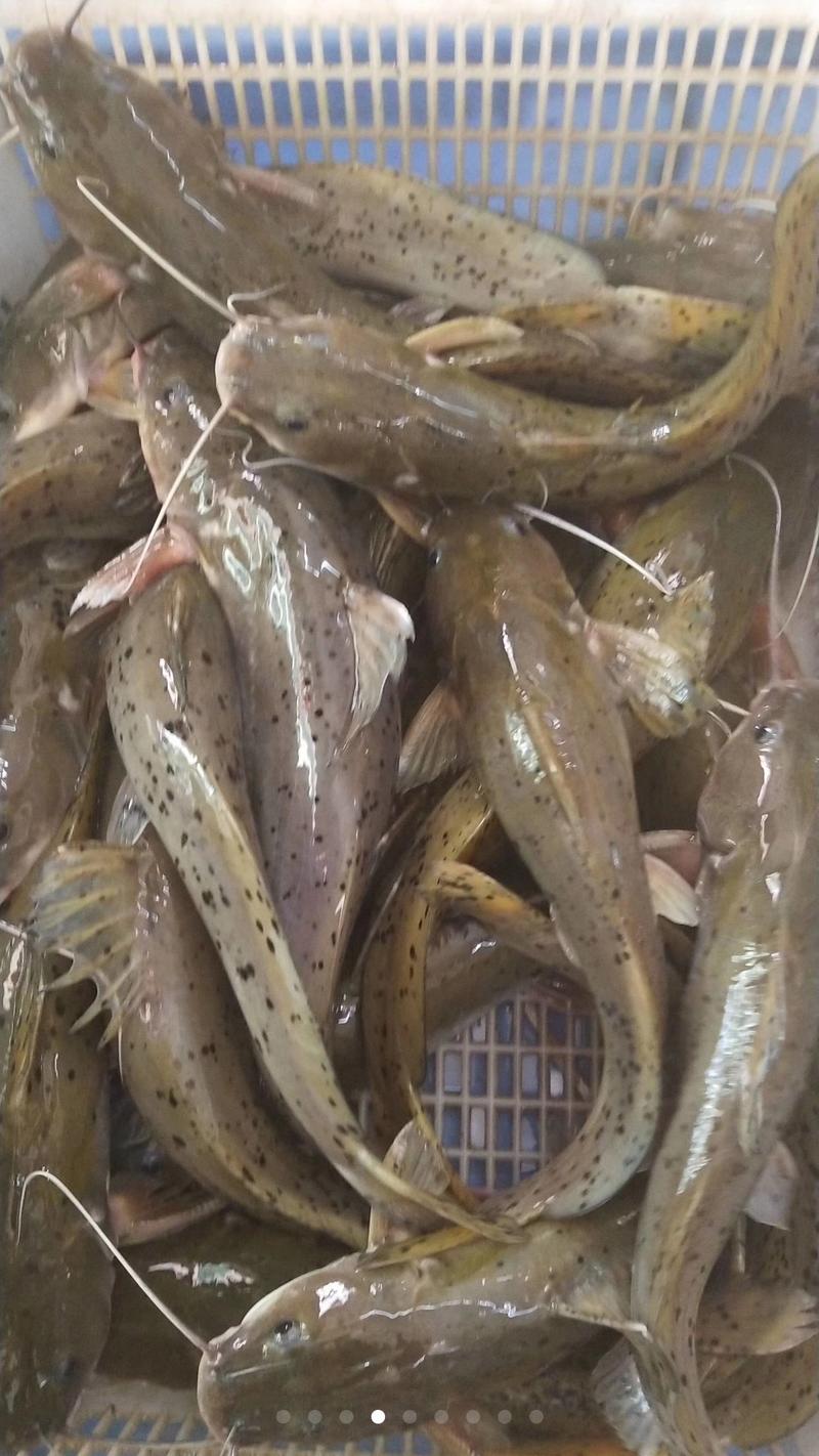 大量出售养殖芝麻剑，斑鱯、西江钳鱼