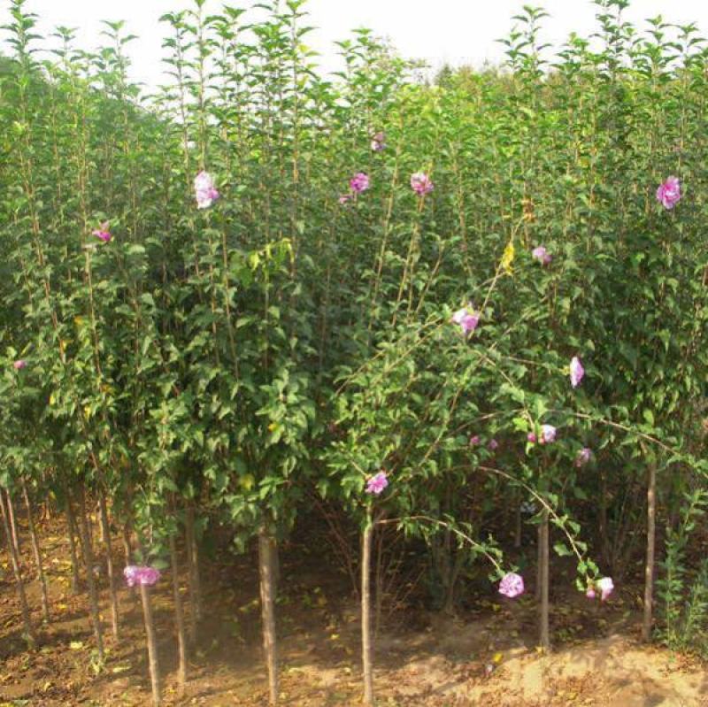 四季木槿花盆栽木槿树苗好养香气浓郁庭院室内耐寒耐阴