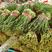 精品《大叶韭菜》万亩种植基地直供批发商超价格便宜一手货源