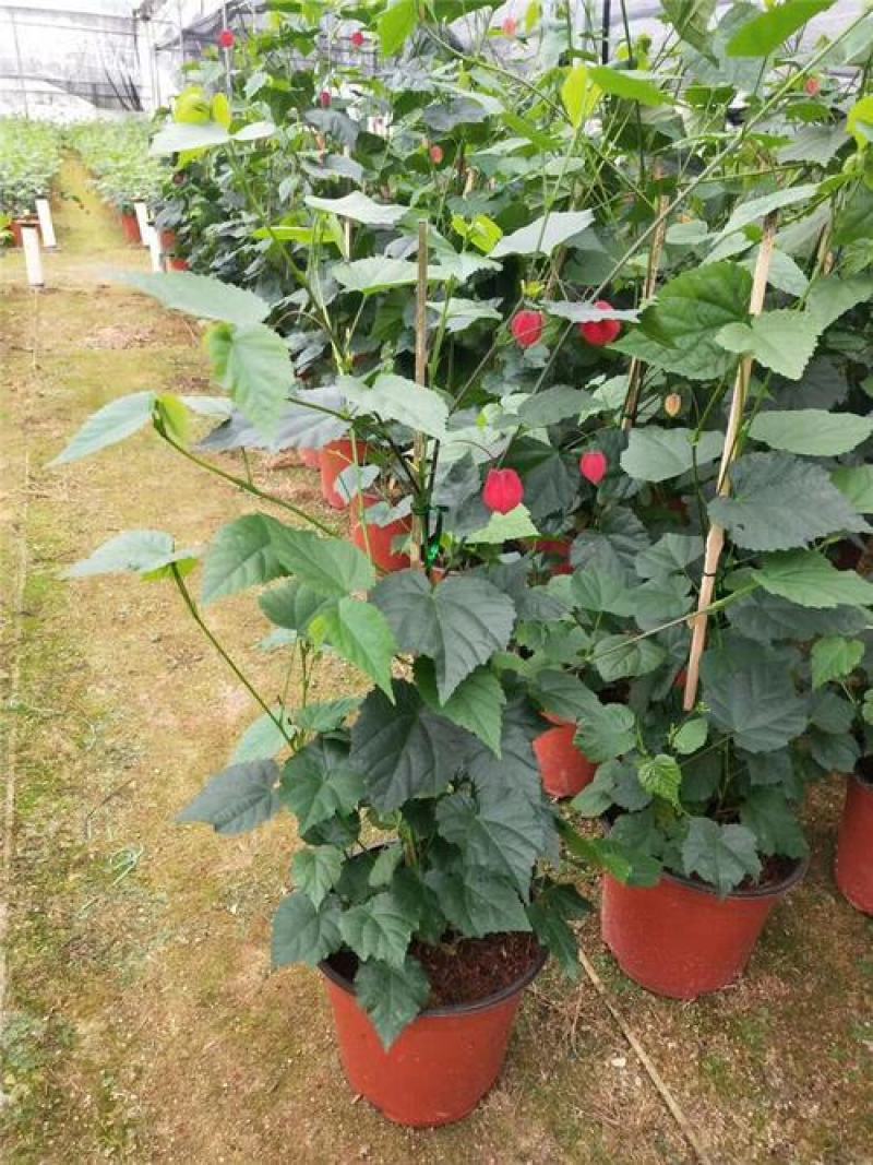 灯笼花盆栽室内室外阳台庭院倒挂金钟纹瓣悬铃花爬藤