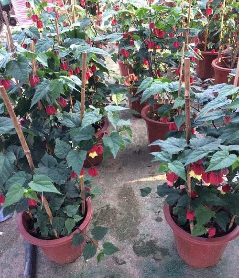 灯笼花盆栽室内室外阳台庭院倒挂金钟纹瓣悬铃花爬藤