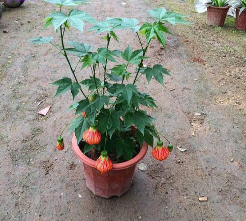 灯笼花盆栽室内室外阳台庭院倒挂金钟纹瓣悬铃花爬藤