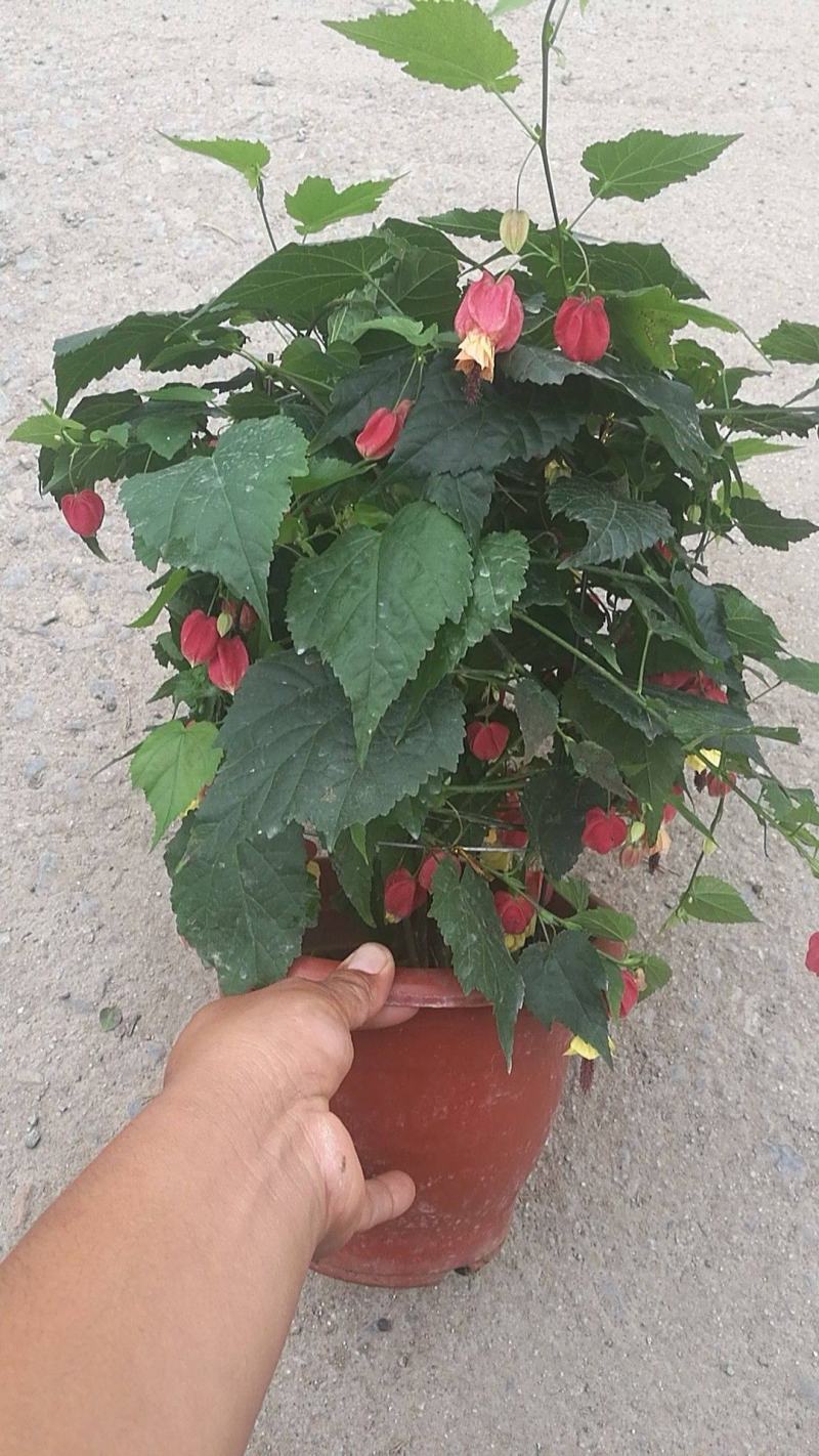 灯笼花盆栽室内室外阳台庭院倒挂金钟纹瓣悬铃花爬藤