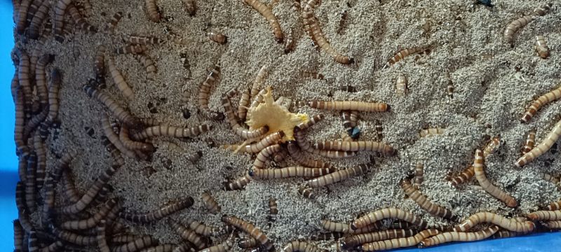 蛋白虫