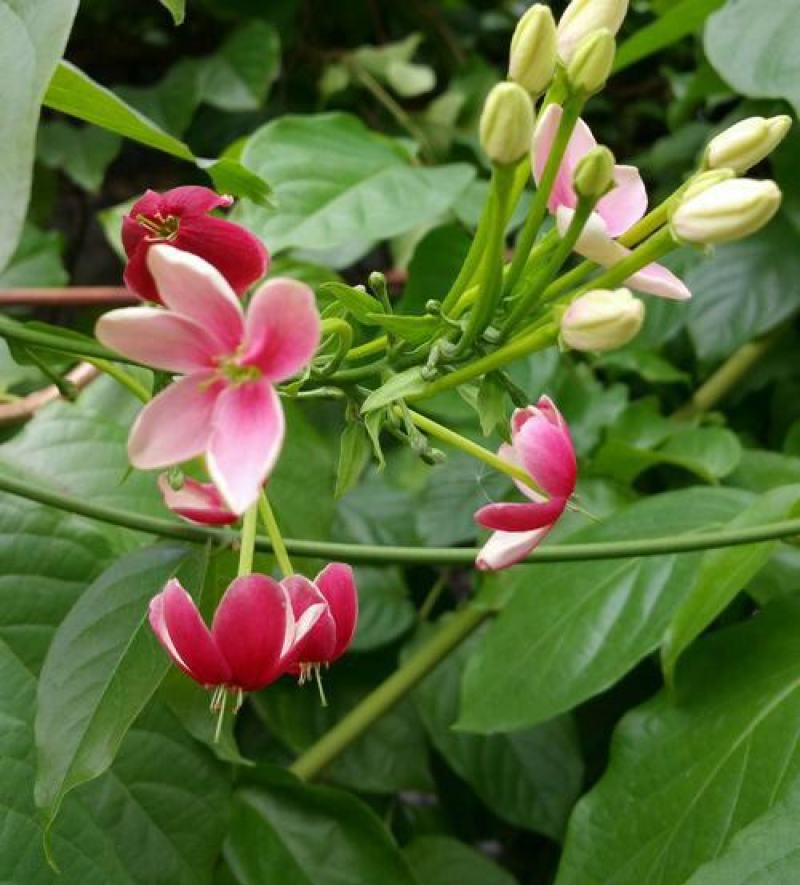 使君子种子史君子种籽舀求子四君子爬藤植物阳台盆栽攀爬花卉