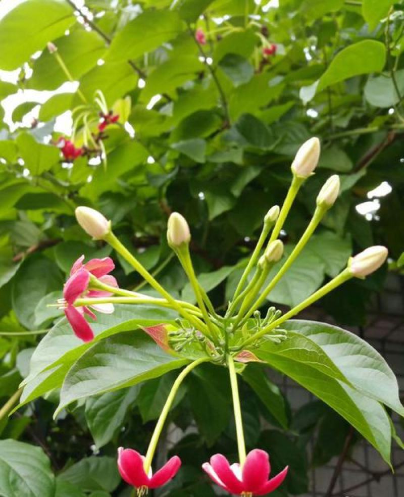使君子种子史君子种籽舀求子四君子爬藤植物阳台盆栽攀爬花卉