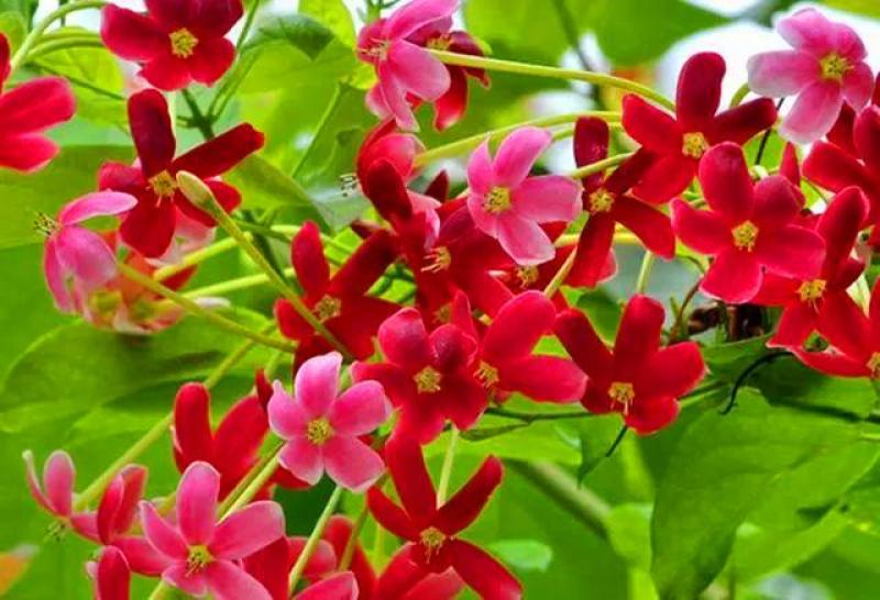 使君子种子史君子种籽舀求子四君子爬藤植物阳台盆栽攀爬花卉