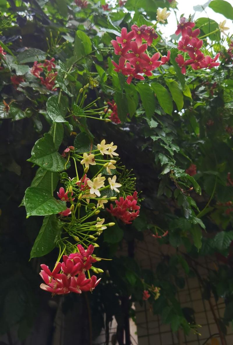 使君子种子史君子种籽舀求子四君子爬藤植物阳台盆栽攀爬花卉