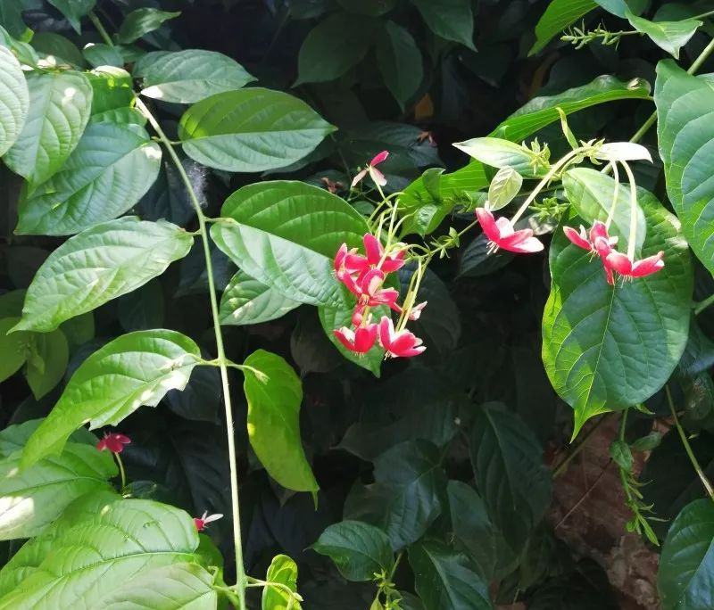 使君子种子史君子种籽舀求子四君子爬藤植物阳台盆栽攀爬花卉