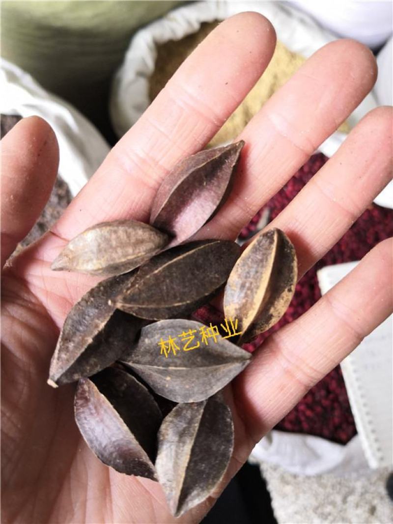使君子种子史君子种籽舀求子四君子爬藤植物阳台盆栽攀爬花卉