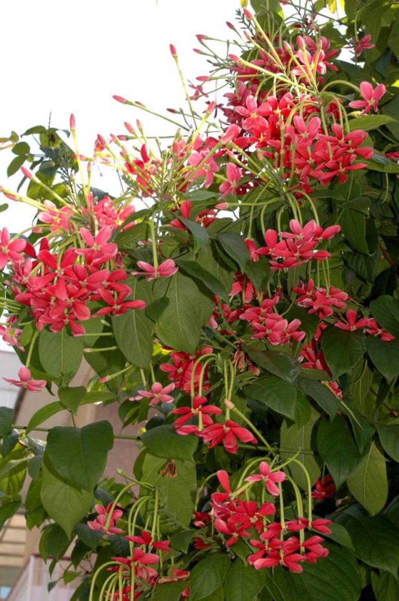 使君子种子史君子种籽舀求子四君子爬藤植物阳台盆栽攀爬花卉