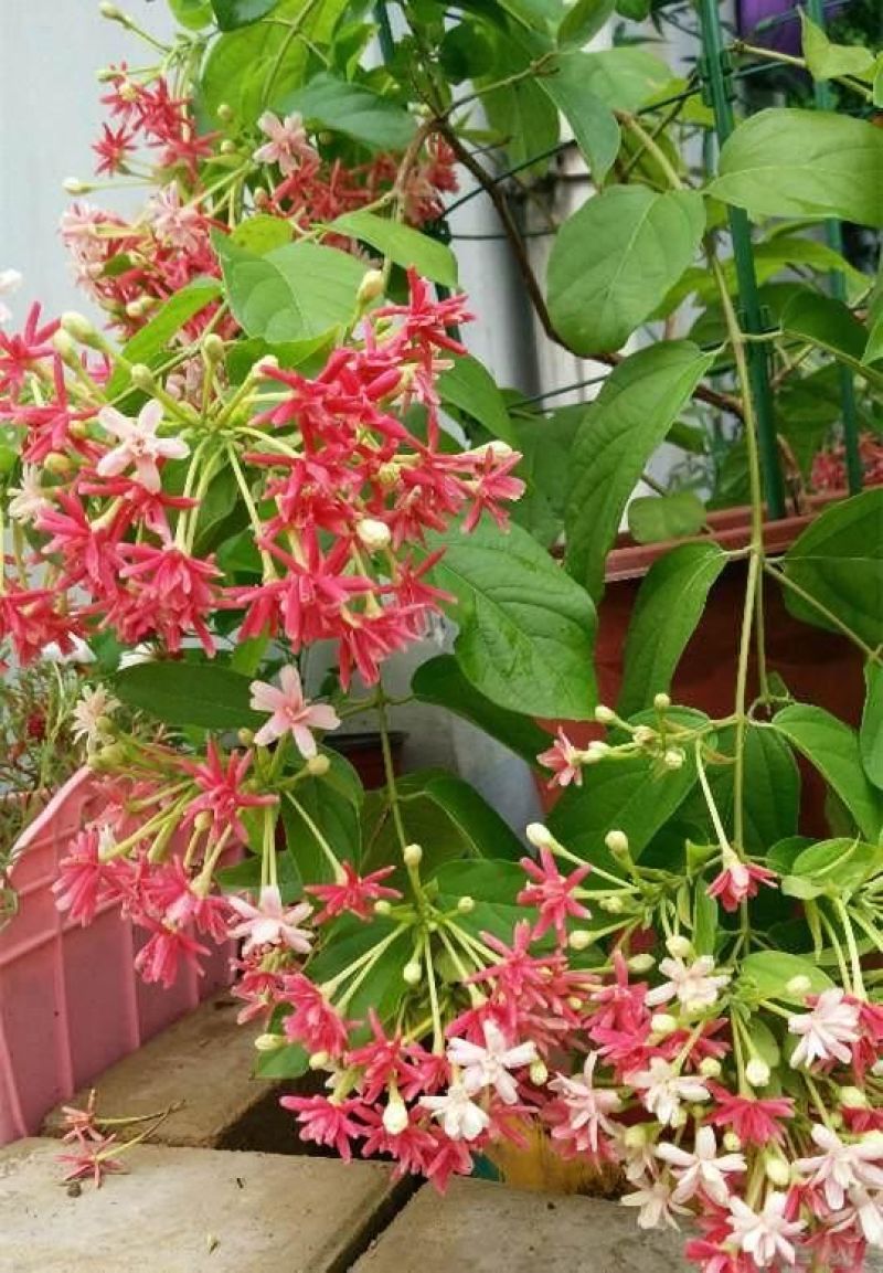 使君子种子史君子种籽舀求子四君子爬藤植物阳台盆栽攀爬花卉