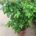 使君子花苗多彩变色攀爬植物室外藤本花卉阳台水君子爬藤