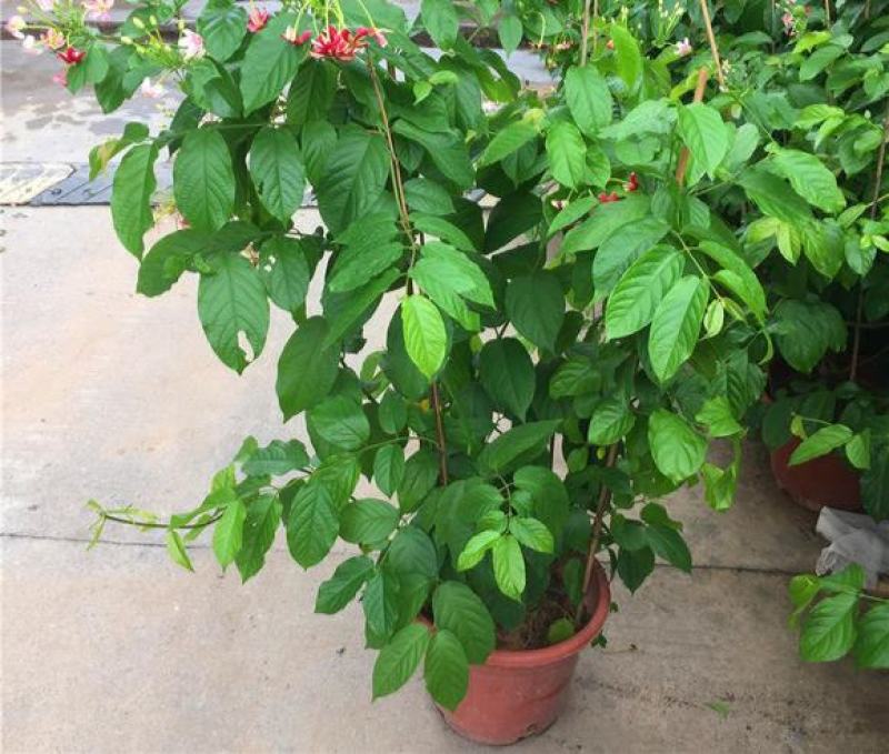 使君子花苗多彩变色攀爬植物室外藤本花卉阳台水君子爬藤