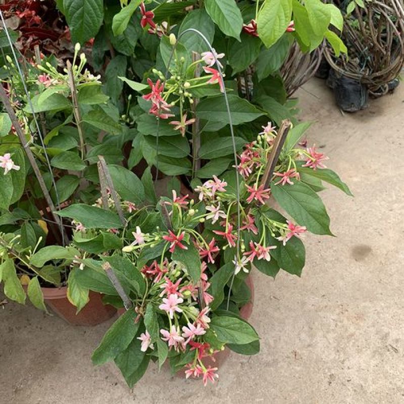 使君子花苗多彩变色攀爬植物室外藤本花卉阳台水君子爬藤