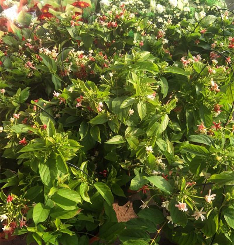 使君子花苗多彩变色攀爬植物室外藤本花卉阳台水君子爬藤