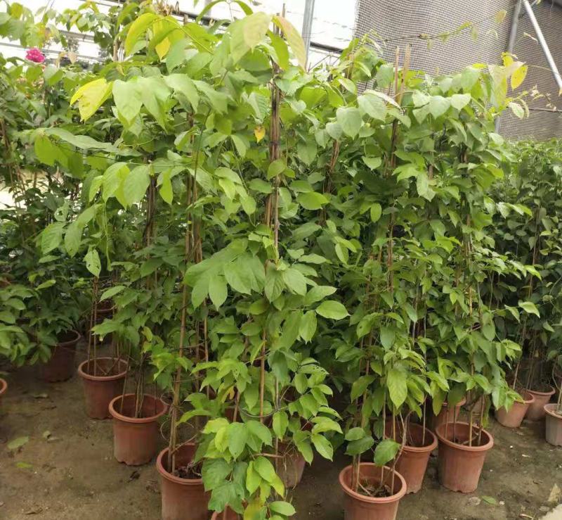 使君子花苗多彩变色攀爬植物室外藤本花卉阳台水君子爬藤