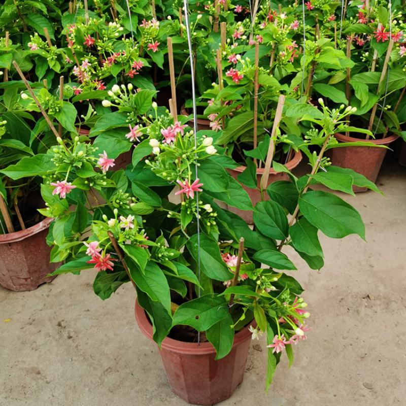 使君子花苗多彩变色攀爬植物室外藤本花卉阳台水君子爬藤