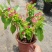使君子花苗多彩变色攀爬植物室外藤本花卉阳台水君子爬藤
