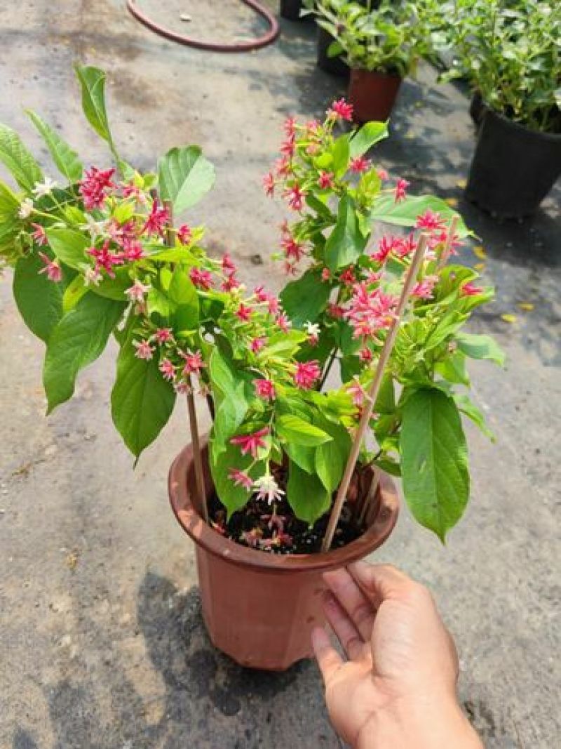 使君子花苗多彩变色攀爬植物室外藤本花卉阳台水君子爬藤