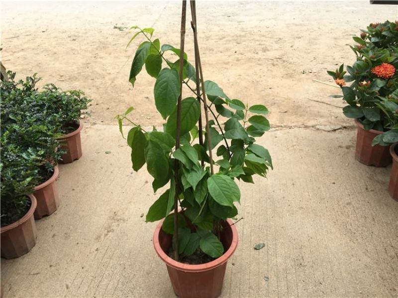 使君子花苗多彩变色攀爬植物室外藤本花卉阳台水君子爬藤