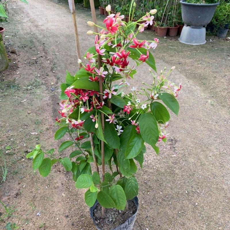 使君子花苗多彩变色攀爬植物室外藤本花卉阳台水君子爬藤