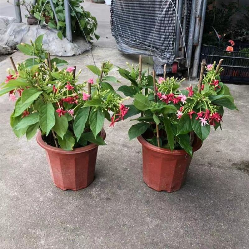 使君子花苗多彩变色攀爬植物室外藤本花卉阳台水君子爬藤