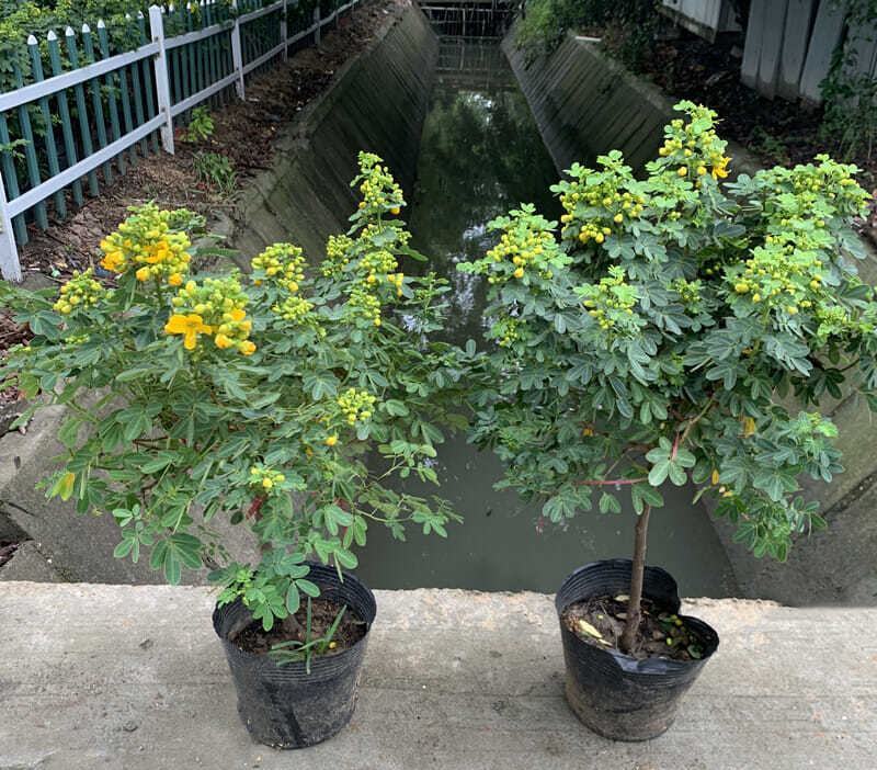 黄金梅盆栽多年生木本秋季冬季耐寒开花植物花卉