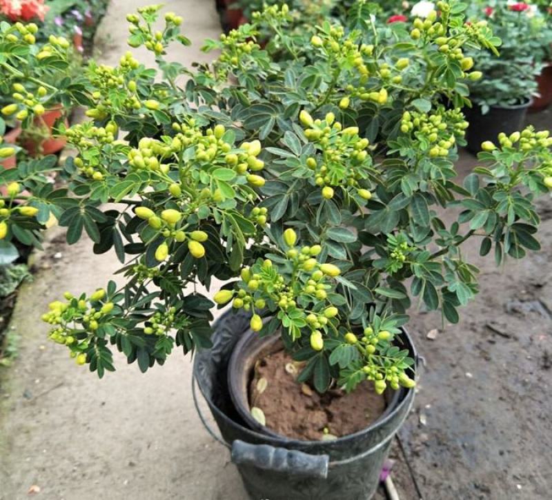 黄金梅盆栽多年生木本秋季冬季耐寒开花植物花卉