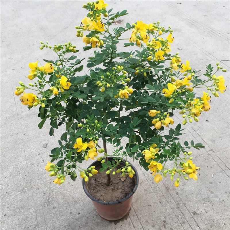 黄金梅盆栽多年生木本秋季冬季耐寒开花植物花卉