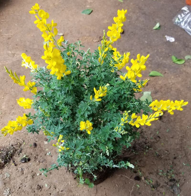 黄金梅盆栽多年生木本秋季冬季耐寒开花植物花卉