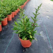 香彩雀盆栽薰衣草四季花卉阳台庭院绿植耐热原盆原土