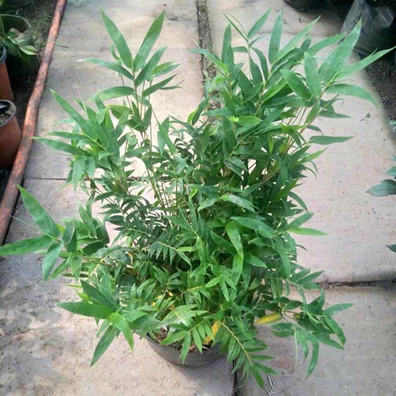 米竹盆景植物室内微景观米竹苗盆景竹子盆栽