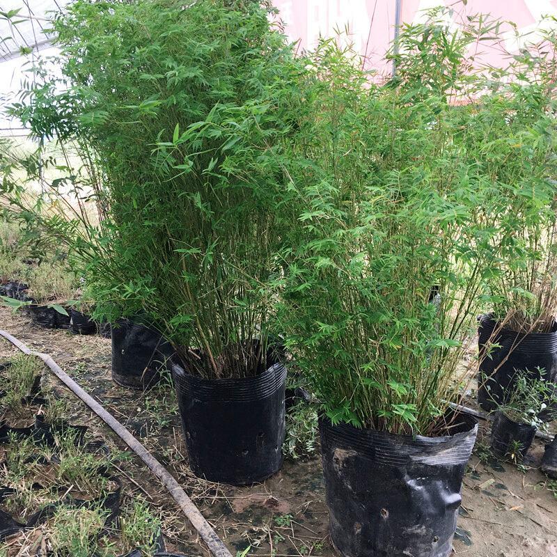 米竹盆景植物室内微景观米竹苗盆景竹子盆栽