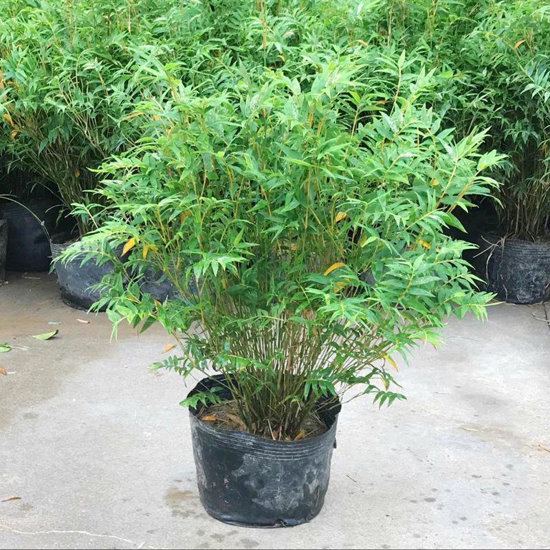 米竹盆景植物室内微景观米竹苗盆景竹子盆栽