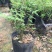 米竹盆景植物室内微景观米竹苗盆景竹子盆栽