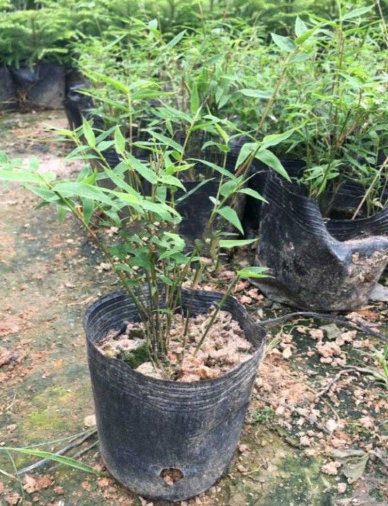 米竹盆景植物室内微景观米竹苗盆景竹子盆栽