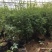 米竹盆景植物室内微景观米竹苗盆景竹子盆栽